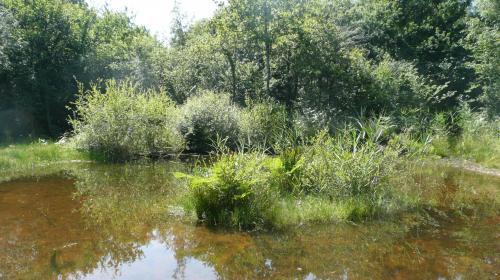2013-07-05_marecadeuil-lc_7.jpg